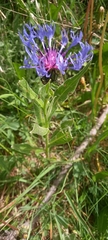 Centaurea triumfettii