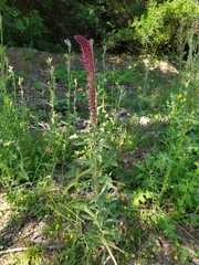 Lysimachia atropurpurea