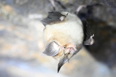 Rhinolophus pusillus
