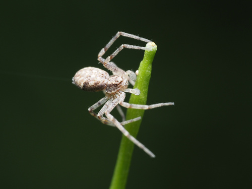 Philodromus rufus nuotrauka