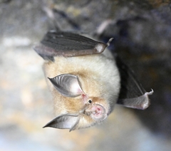 Rhinolophus pusillus