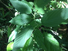 Pleurolobus gangeticus