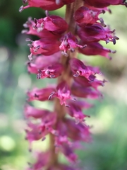 Lysimachia atropurpurea