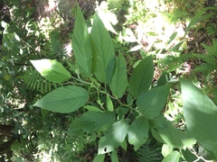 Pleurolobus gangeticus