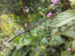Prodasineura autumnalis