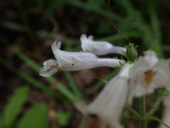 Penstemon brevisepalus
