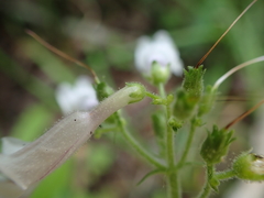 Penstemon brevisepalus