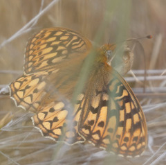 Speyeria callippe comstocki