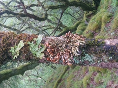 Hypocreopsis rhododendri