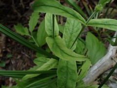 Penstemon brevisepalus