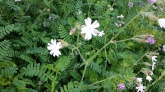 Behenantha