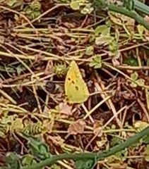 Colias croceus