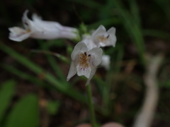 Penstemon brevisepalus