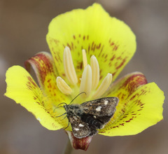Microhelia angelica
