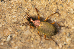 Chlaenius pallipes