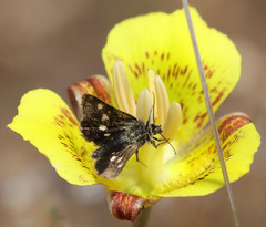 Microhelia angelica