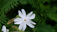 Behenantha