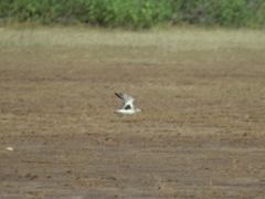 Pluvialis squatarola