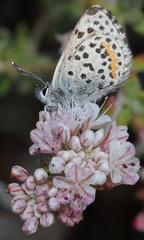 Euphilotes enoptes smithi