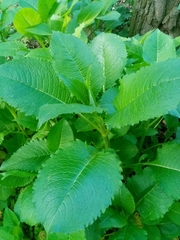 Dipsacus strigosus