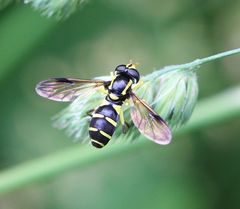 Xanthogramma pedissequum