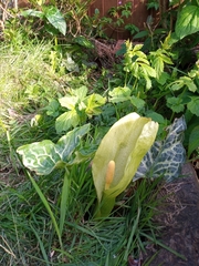 Arum italicum