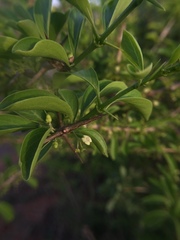 Angiospermae