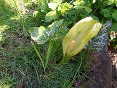 Arum italicum