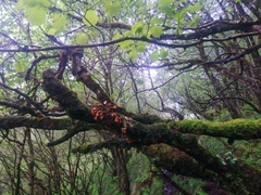 Hypocreopsis rhododendri