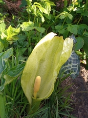 Arum italicum