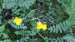 Pilosella caespitosa