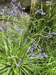 Hyacinthoides non-scripta