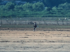 Pluvialis squatarola