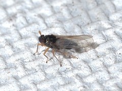 Pissonotus piceus