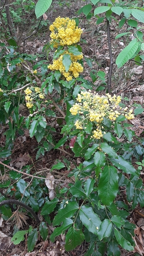 Dyglialapė mahonija