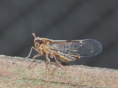 Muellerianella laminalis