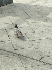Columba livia domestica