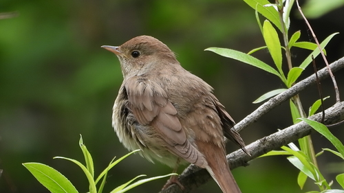 Rytinė lakštingala nuotrauka
