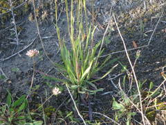 Pilosella piloselloides