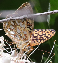 Speyeria callippe comstocki