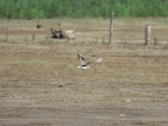 Pluvialis squatarola