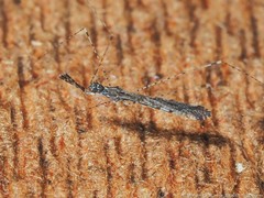 Empicoris orthoneuron