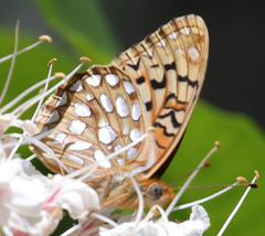 Speyeria callippe comstocki