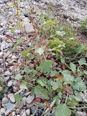 Xanthium orientale riparium