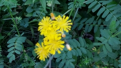 Pilosella caespitosa