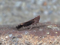 Stenocranus brunneus