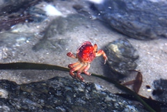 Cyclograpsus audouinii