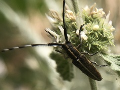 Agapanthia suturalis