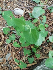 Aristolochia pallida