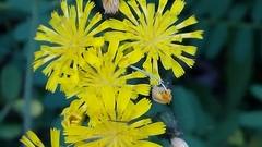 Pilosella caespitosa